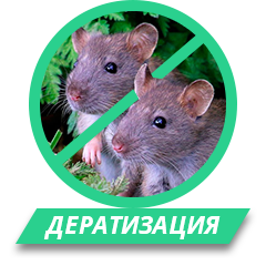 Дератизация