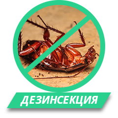 Дезинсекция